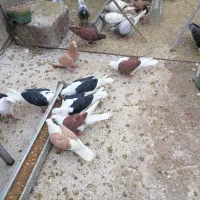 8عدد دو کتی اسپرت ویک ماده قره زرد|پرنده|بهبهان, |دیوار