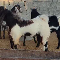 فروش تعداد ۱۵ بز پاکستانی به همراه کهره|حیوانات مزرعه|خرامه, |دیوار