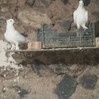 کبوتر
