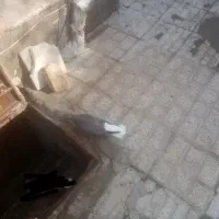 هفرنگ دم سفید