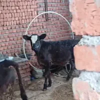 گوساله ماده جنس|حیوانات مزرعه|مریوان, |دیوار