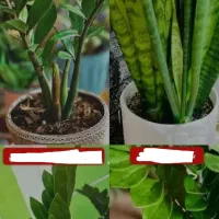 کود|گل و گیاه طبیعی|تهران, پارک شهر|دیوار