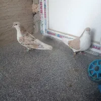 صده
