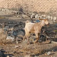 بز پاکستانی دورگ .پرشیر.جوان آبستن .4راس|حیوانات مزرعه|بافت, |دیوار
