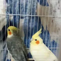 پرنده زینتی