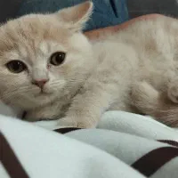 گربه اسکاتیش استریت