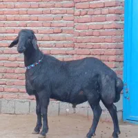 قوچ و بره قوچ و میش