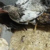 مرغ وخروس محلی|حیوانات مزرعه|قم, پردیسان|دیوار