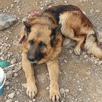 سگ پیدا شده محدوده ارین