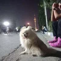 سگ پامر برای جفت گیری