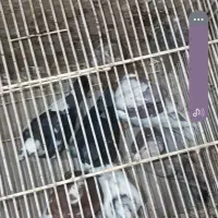 کفتر|پرنده|اسفراین, |دیوار