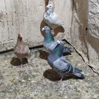 سار و سوسکی وسبز آلمانی