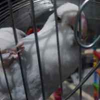 طوطی برزیلی نژاد مارال|پرنده|قروه, |دیوار