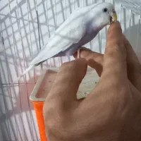 مرغ عشق اماده|پرنده|کهریزک, |دیوار