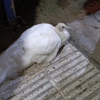 با سلام یک عدد طاووس دو ساله سفید