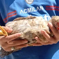 مرغ و خوروس سالم