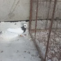 طوقی سیاه ماده|پرنده|شال, |دیوار