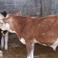 دوراس گوساله نر سیمینتال جنس یک یک آنتیک|حیوانات مزرعه|چگنی, |دیوار