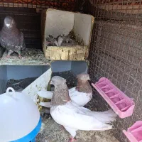 کفتر  فروشی