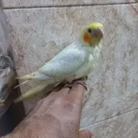 جوجه عروس هلندی بفروش میرسد