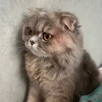 گربه خاکستری ، گمشده..
