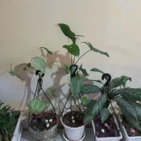 گل و گیاه طبیعی ومصنوعی