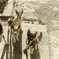 سگ میکس هاسکی و ژرمن