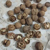 گردوی تاز پوست نازک فروش کلی