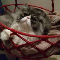 گربه پرشین بای کالر