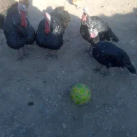 بوقلمو نکردی|حیوانات مزرعه|ماهیدشت, |دیوار