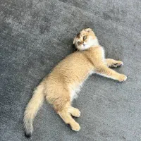 اسکاتیش گلد دبل فولد|گربه|مشهد, ولیعصر (شهرک غرب)|دیوار