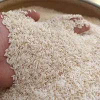برنج محلی دورود