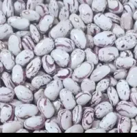 لوبیا چیتی دشتچین شده درچه یک.یک