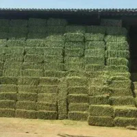 بیده خشک یارانه ای و زیر قیمت بازار