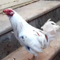 خروس کردن گلابی  وخروس دورگ لاری گلین