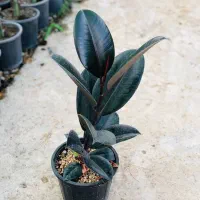 گل هدیه ویژه روز مادر|گل و گیاه طبیعی|قدس, شهر‌قدس|دیوار