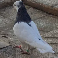 کفتر طوقی|پرنده|قائن, |دیوار