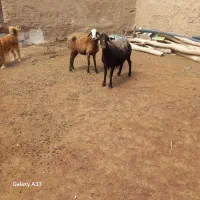 گوسفند حیوان