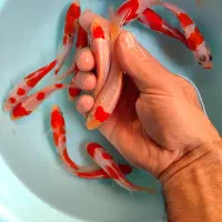 پک ماهی کوی کوهاکو سلکت