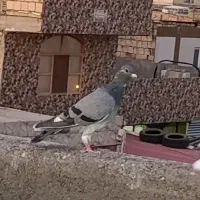 کفتر