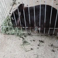 واگذاری خرگوش|موش و خرگوش|بروجرد, |دیوار