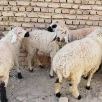 بره و کره زابلی   گوشتی