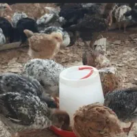 جوجه زیبا