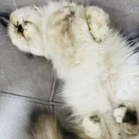 گربه هیمالین|گربه|بندرعباس, |دیوار