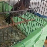 مرغ مینا|پرنده|رفسنجان, |دیوار