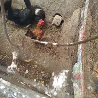 جوجه مینیاتوری