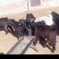 کهره نر ترکی|حیوانات مزرعه|شیراز, سرو|دیوار