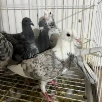 کبوتر پلاکی  سرور کوهی