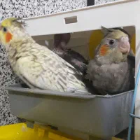 فروش عروس هلندی|پرنده|سنندج, |دیوار