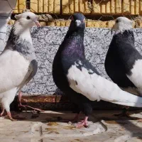 سینه سیاه نر|پرنده|ارسنجان, |دیوار